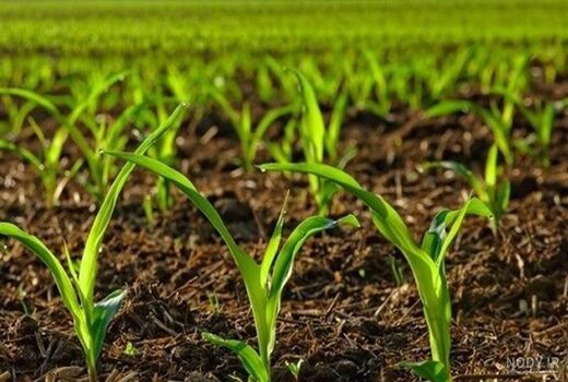 حفظ پایدار حاصلخیزی خاک با کمک الگوی کشت
