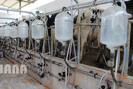 2.2 میلیون تن شیر گاو در بهار 1400 تولید شد