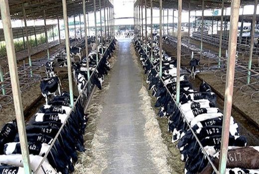 افزایش بروکراسی‌های اداری برای دریافت سوخت؛ بخش کشاورزی نیاز به حمایت دارد 