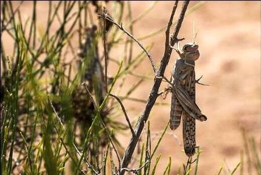 ریزش جدید ملخ‌ها طی چند روز آینده