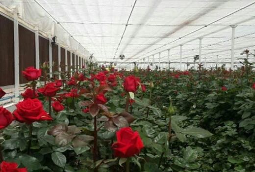 خوزستان مرکز ذخائر ژنتیکی گیاهان زینتی کشور