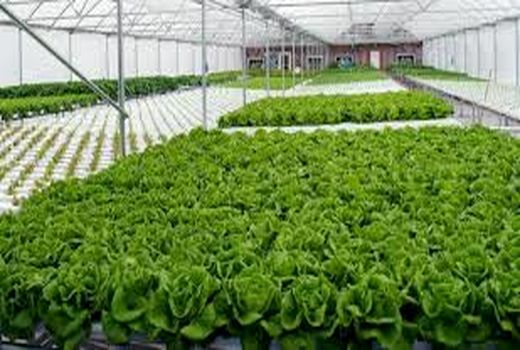 سطح گلخانه های استان به 58 هکتار افزایش می یابد