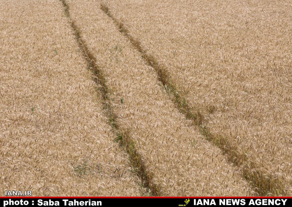 برداشت مکانیزه گندم