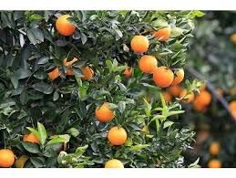 برداشت مرکبات  از باغات خوزستان