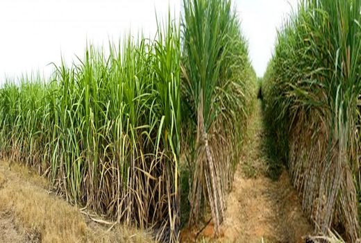 ماشین‌آلات خسته را بازنشسته کنیم/ ماشین نو؛ برداشت سبز؛ محصول بهتر