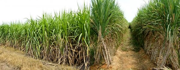 ماشین‌آلات خسته را بازنشسته کنیم/ ماشین نو؛ برداشت سبز؛ محصول بهتر