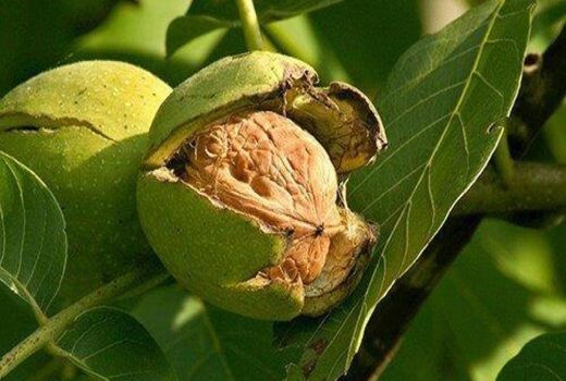تولید گردو در چهارمحال و بختیاری 30 درصد کاهش یافت