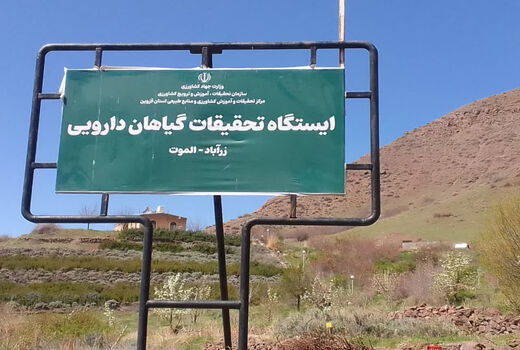 الموت قزوین پیشگام در حفظ ذخایر ژنتیکی و توسعه کشت گیاهان دارویی