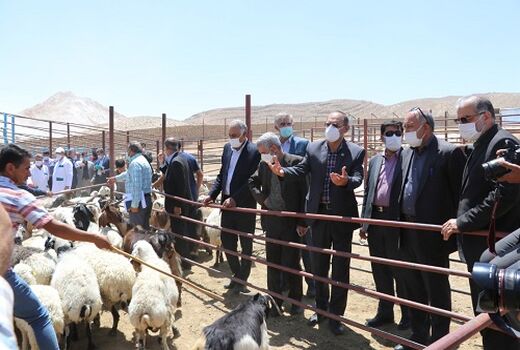 خرید حمایتی دام زنده مازاد عشایر در کشتارگاه های فارس