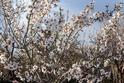 شکوفه‌های بهاری سامان