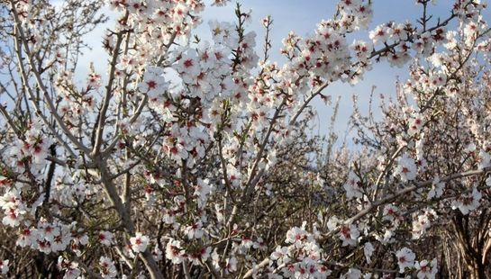 شکوفه‌های بهاری سامان