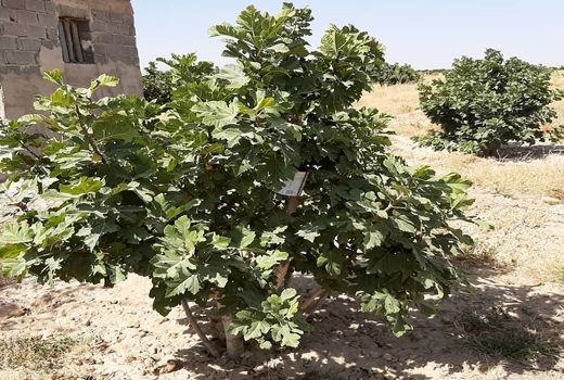 برداشت از انجیرستان های خرامه ادامه دارد