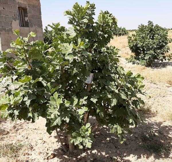 برداشت از انجیرستان های خرامه ادامه دارد