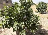 برداشت از انجیرستان های خرامه ادامه دارد