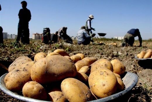 تولید بیش از 50 هزار تُن سیب زمینی در شهرستان بستان آباد