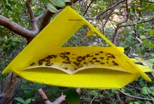 فعالیت 30 ایستگاه پیش آگاهی مگس مدیترانه‌ای در میان‌دورود