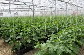 برگزاری کارگاه آموزشی شناسایی ومدیریت تلفیقی آفات وبیماریهای گلخانه وجالیز در شهرستان ارزوئیه