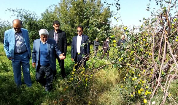 برداشت کنار پیوندی در شهرستان دشتی استان بوشهر آغاز شد