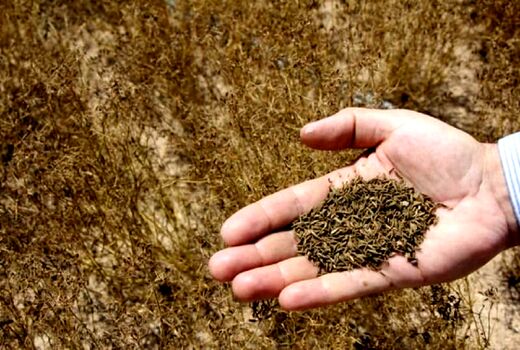 افزایش ۱۰۰ هکتاری سطح زیر کشت زیره در استان اصفهان