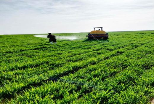 آغاز عملیات مبارزه با سن مادر در 43 هزار هکتار از مزارع شهرستان بوئین زهرا