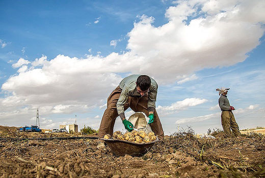 برداشت سیب‌زمینی در دهگلان کردستان
