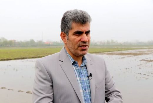 تولید بیش از ۵۵ هزار تن مرغ از ابتدای سال در گیلان