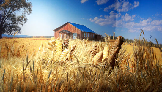  هفدهمین نمایشگاه صنعت غلات، آرد و نان 