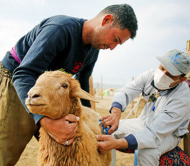  ۷۵ درصدبیماری‌های نوظهور عفونی منشا حیوانی دارد