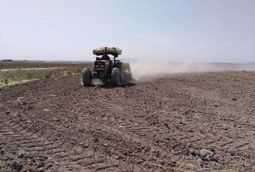 ۳۰ هکتار از مزارع شهرستان ری به زیرکشت کلزا رفت
