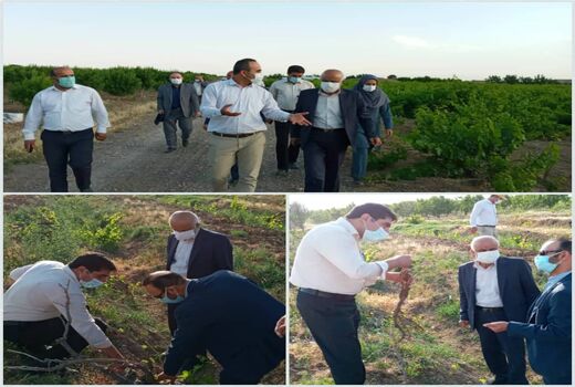 نماینده مردم تاکستان در مجلس شورای اسلامی از باغات انگور این شهرستان بازدید کرد 