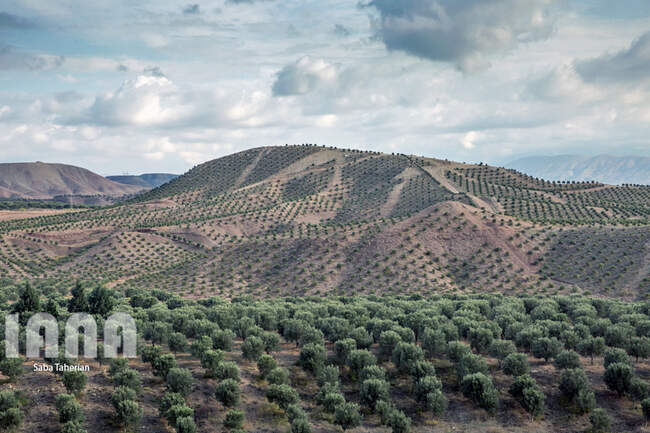  باغ بزرگ زیتون‌کشور در منجیل