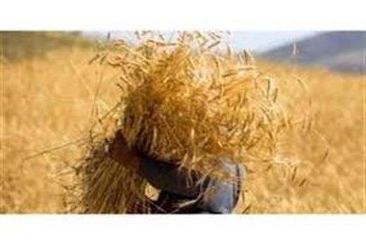 برداشت گندم در نکا آغاز شد/ تولید 32 هزار تنی
