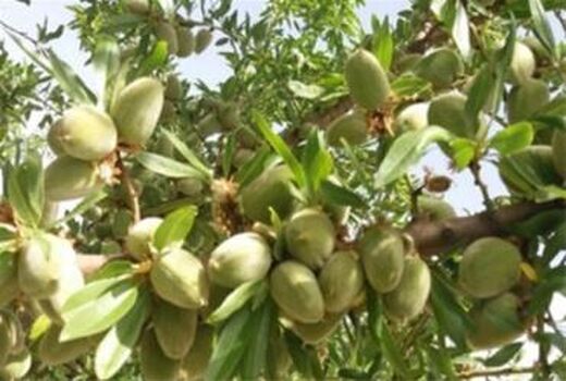 برداشت محصولات پسته، سیب، بادام دیر گل و به در بردسیر آغاز شد
