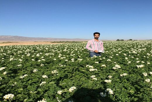 ​افزایش عملکرد 1500 تنی در واحد سطح برای کشت سیب‌زمینی