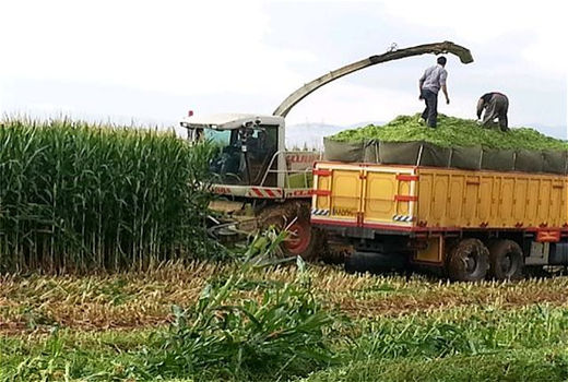 تولید 35 هزار تن ذرت علوفه‌ای در رستم