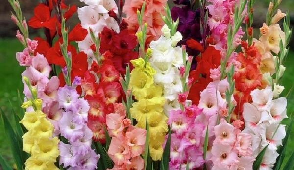 ایران در رتبه 17 تولید گل و گیاه و در رتبه 107 صادرات!/ ۲۳ کشور گل‌های ایرانی را خریدند
