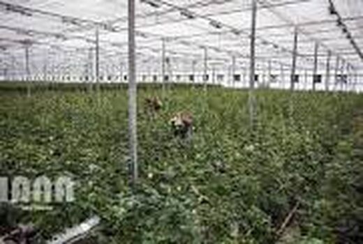 1.2 هکتار گلخانه فعال در شهرستان بردسیر وجود دارد
