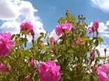 برداشت گل محمدی از ۱۰۰ هکتار از گلستان‌های شهرستان سمیرم