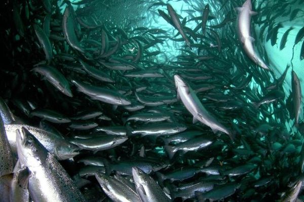نشست هماهنگی طرح توسعه آبزی پروری شهرستان آبیک