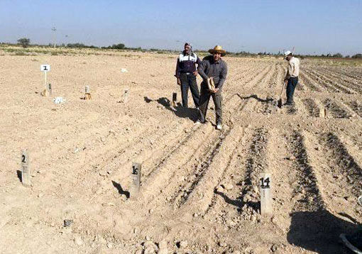 مزارع پژوهشی دانه های روغنی در مرکز تحقیقات و آموزش کشاورزی و منابع طبیعی آذربایجان شرقی به زیر کشت رفت