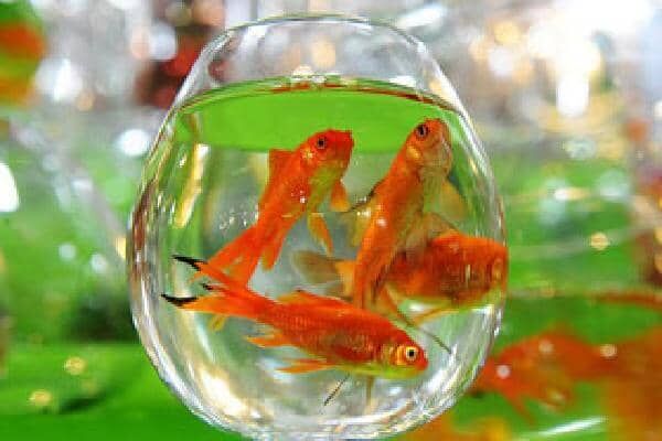 توصیه های بهداشتی در خصوص نحوه تهیه و نگهداری ماهی قرمز شب عید 