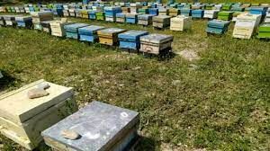 آغاز طرح سراسری سرشماری زنبورستان‌های خوزستان