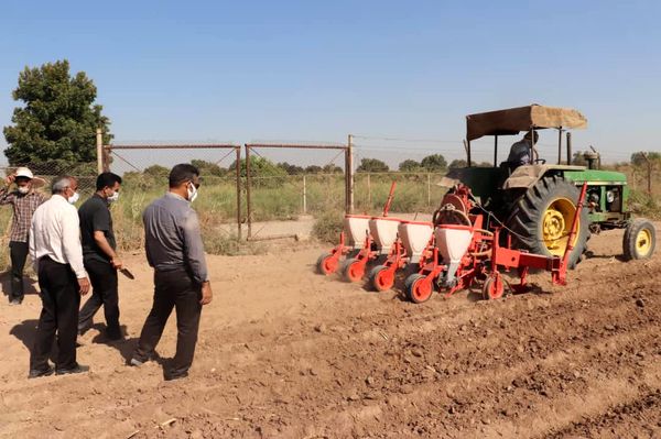 تولید گیاه سزبانیا و بذر هیبرید سینگل کراس در طرح یاوران تولید