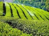 مبارزه با آفت مگس سفید در باغات چای شهرستان املش
