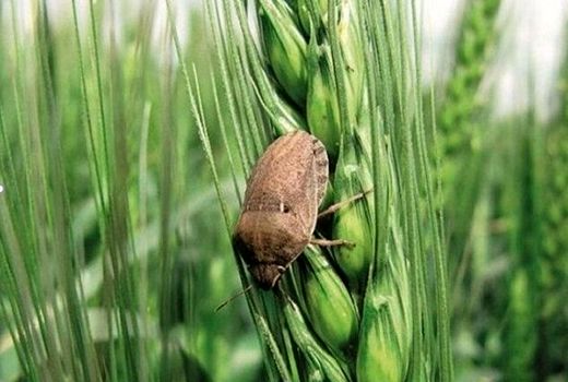پیش‌بینی 3 برابری مبارزات علیه سن گندم در خراسان‌شمالی درسال آینده