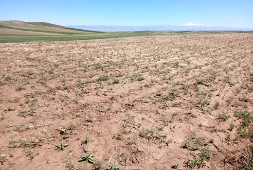 خسارت سرمازدگی و تگرگ به محصولات زراعی استان آذربایجان شرقی