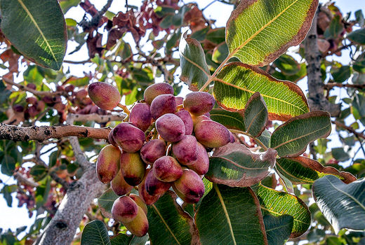 تولید ۳۵۵ تن پسته در استان آذربایجان‌شرقی در سال جاری