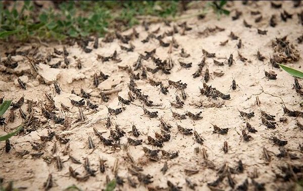 ملخ‌های بومی در مراتع سربیشه خراسان جنوبی