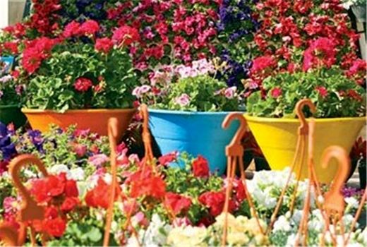 اشتغالزایی با پرورش گل‌های زینتی در اصفهان