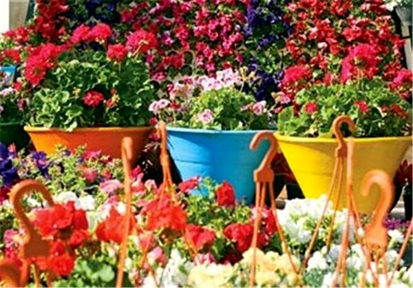 اشتغالزایی با پرورش گل‌های زینتی در اصفهان